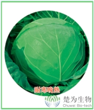 皇冠95