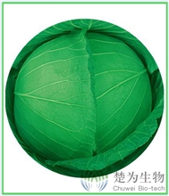 楚天绿7号