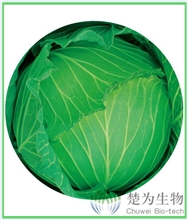 楚天绿4号