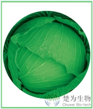 皇家95