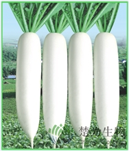如意春