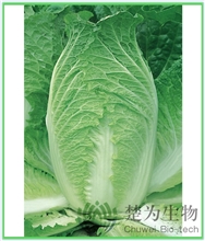 热盛