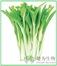 白杂4号