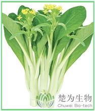 白里透红