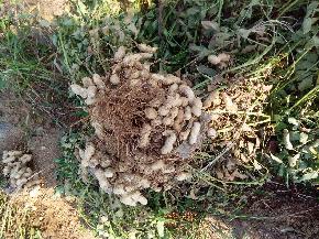特价 批发销售山东花生高产稳产 丰花一号带壳花生种子