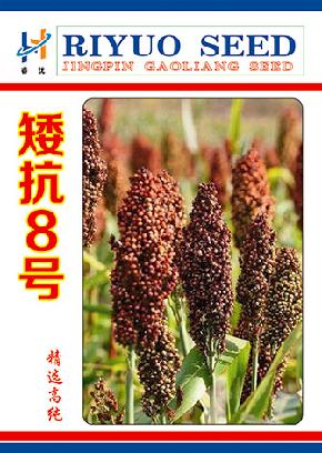 矮抗8号-高粱种子--不倒伏、高抗叶部病及黑穗病