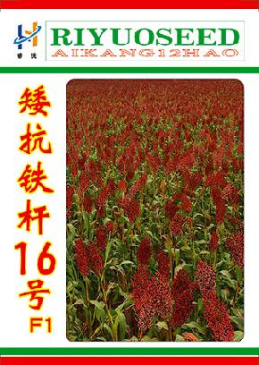 矮抗铁杆16号--铁杆不倒、叶片深绿--高粱种子