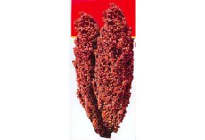 红塔一号--高粱种子