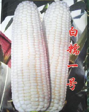 白檽一号--中早生、抗病、耐热、白粒超甜玉米
