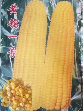 黄檽一号--耐低温、高粘度、微甜、金黄色--玉米种子