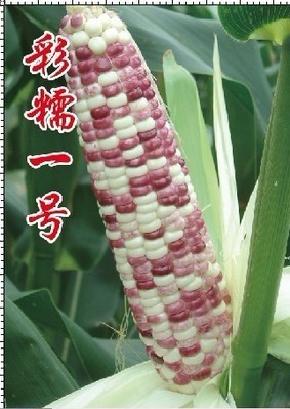 水果彩玉米 彩糯一号--抗病、抗倒、黑白相间