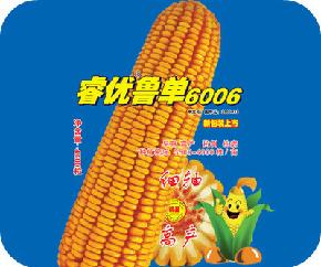 睿优鲁单6006--玉米种子