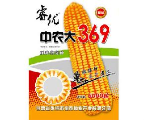 睿优中农大369--玉米种子--杂交、黄籽