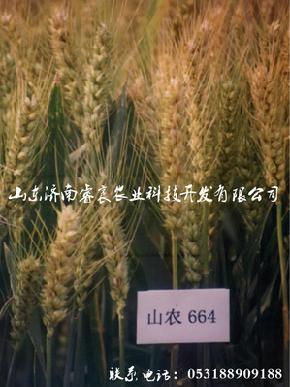 抗旱、高产、稳产、多抗型优良小麦种子 山农664-小麦种子