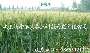 抗倒 优质 高产小麦种子 聊麦16号