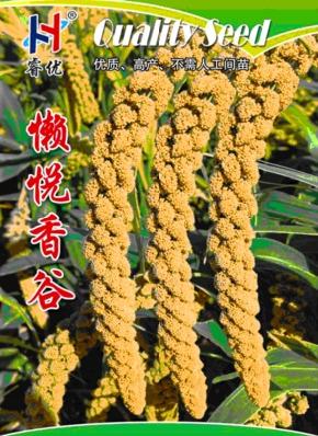 懒悦香谷-谷子种子