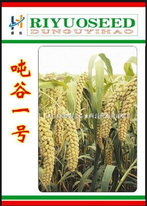 优质谷子种子-吨谷一号-批发谷子种子
