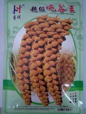 优质谷子种子-超级吨谷王-批发谷子种子