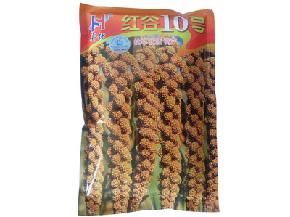 红谷10号-谷子种子
