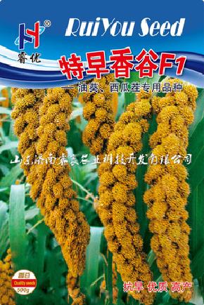 特早香谷F1