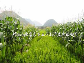 优质旱稻种子-玉米套旱稻--旱稻种子批发