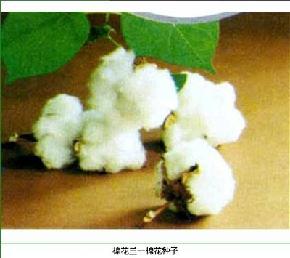 棉花王-棉花种子