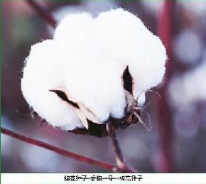 睿棉一号