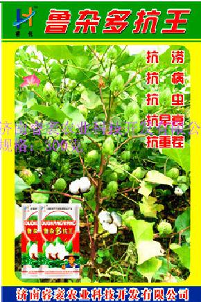 鲁杂多抗王--棉花种子