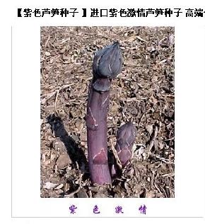 紫色激情-进口芦笋种子--质脆、微甜、优质