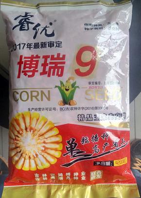 博瑞9号——优质玉米品种