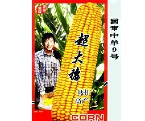 中单9号--黄粒、抗病、抗倒伏--玉米种子