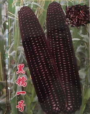 黑檽一号--黑粒、稳产、中熟品种
