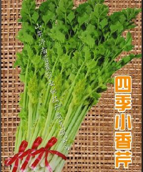 芹菜种子批发 四季小香芹-芹菜种子 文图拉变种 实心