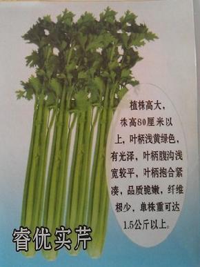 睿优实芹-芹菜种子