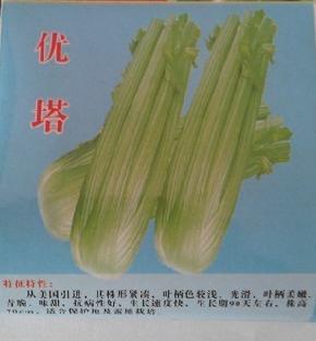 优塔-芹菜种子