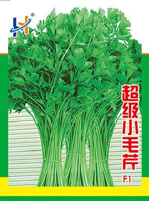 超级小毛芹--进口芹菜种子--浓香、汁多、味美