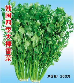 四季大颗芜菱——香菜种子