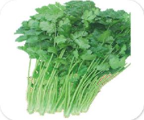 澳洲大叶香菜--耐热、耐旱、耐热、抗病虫害--香菜种子