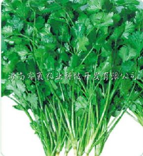 优质香菜种子--意大利大颗香菜