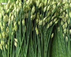 四季苔韭--分蘖、抗寒、早发性、适应性较强