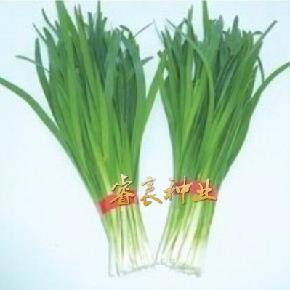 抗病 耐寒耐热 高产韭菜种子韭王一号