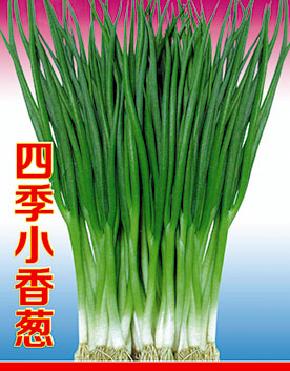 四季小香葱