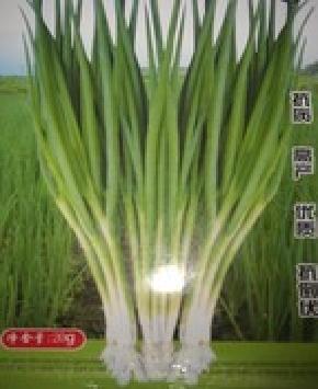 翠丰香葱