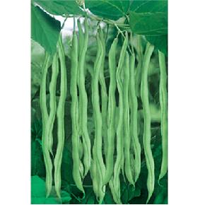 超级九粒白--豆角种子--早熟、蔓生、短豆角