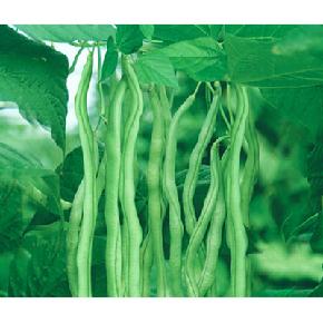 中华芸豆王--中早熟、丰产、蔓生--豆角种子