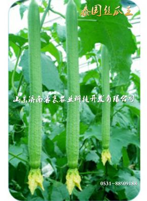 供应批发早熟优质高产泰国进口丝瓜种子
