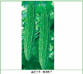 晶玉三号--极早熟、抗病、高产--苦瓜种子
