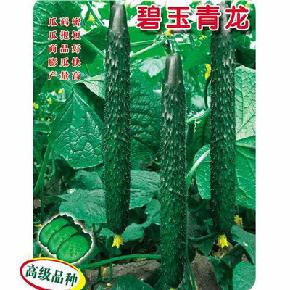 碧玉青龙--短把、高产、密刺--黄瓜种子