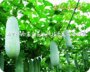 杂交一代新型优质小冬瓜