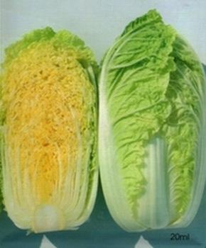 娃娃菜